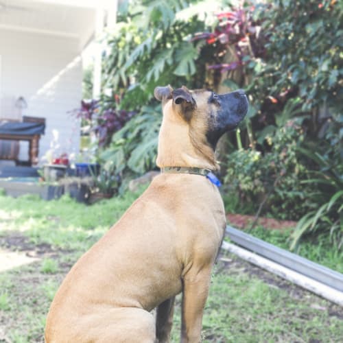 Sammy ~ Boxer X (on trial 7/10/19/