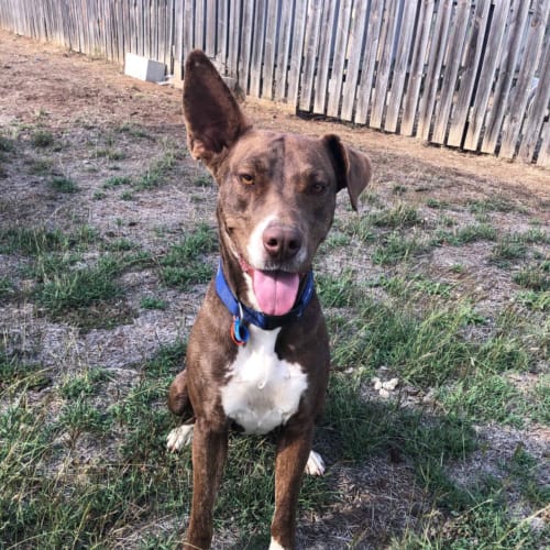 Lucy
