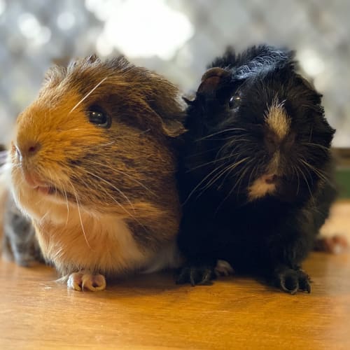 Spike & Mumma pig