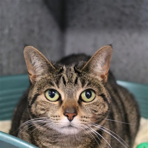 Lilly