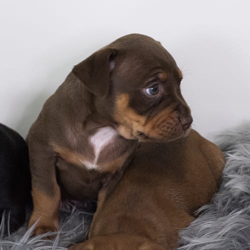 Charles ~ Staffy X Kelpie (on trial 17/10/19)