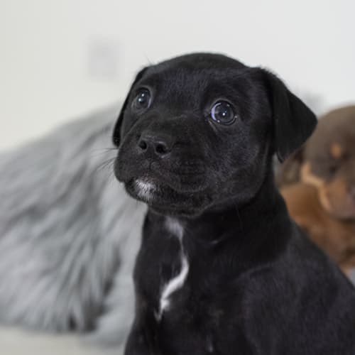 Harry ~ Staffy X Kelpie (on trial 13/10/19)