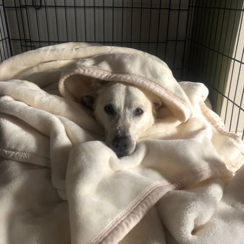 Jamie (adoption pending)