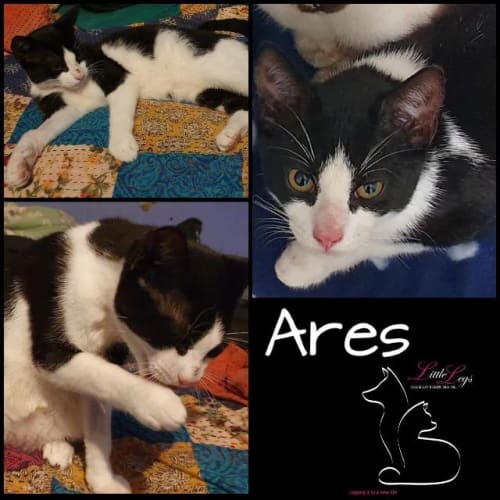 Ares