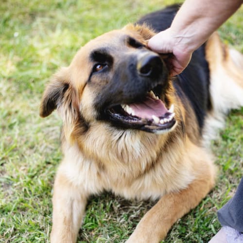 Benson ~ German Shepherd X (on trial 12/10/19)