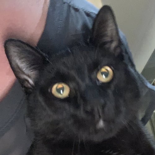 Coal