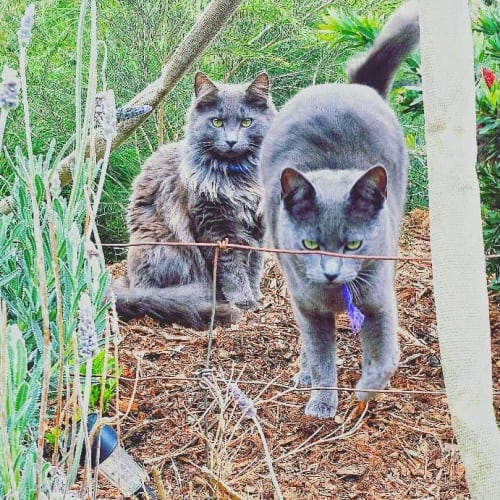 Greystoke and Gandalf