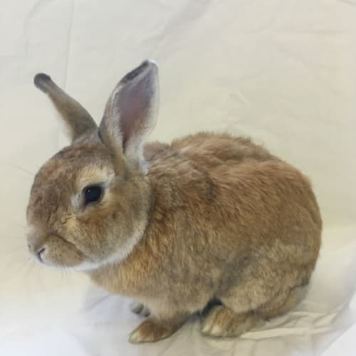 Bunjamin