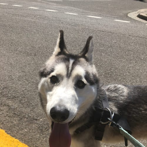 Luka **on adoption trial**