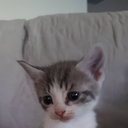 Grumpy