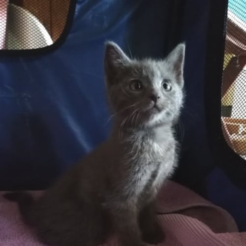 Kahula