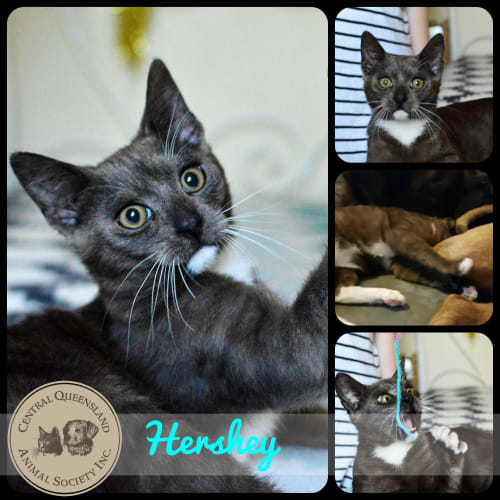 Hershey