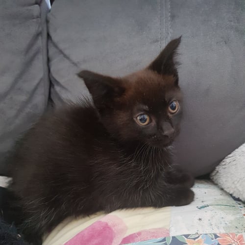 Evee