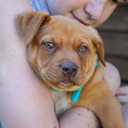 Lewy ~ Kelpie X BC (on trial 18/10/19)