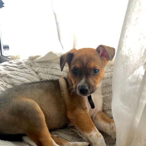 Brownie 🐕