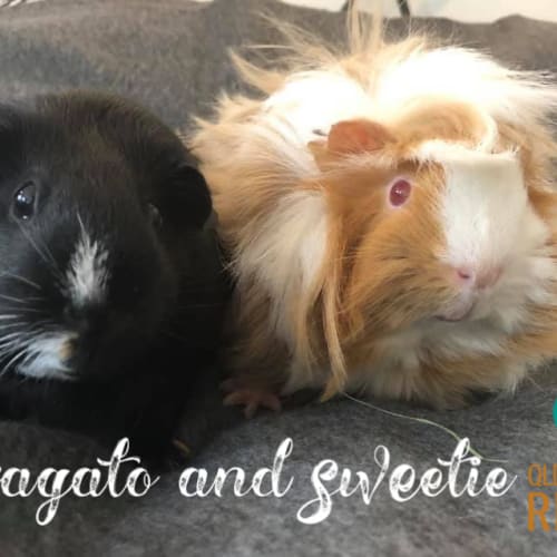 Affogato (desexed male) and Sweetie