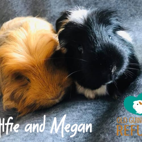 Alfie (desexed male) and Megan