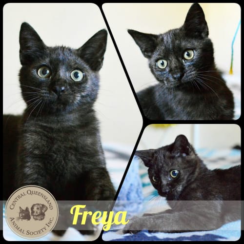 Freya