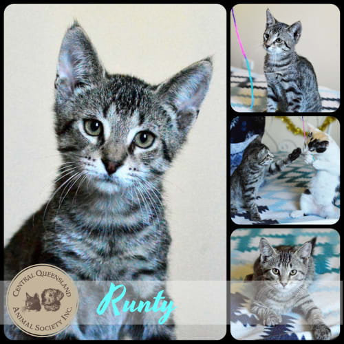 Runty