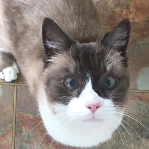 Rosie