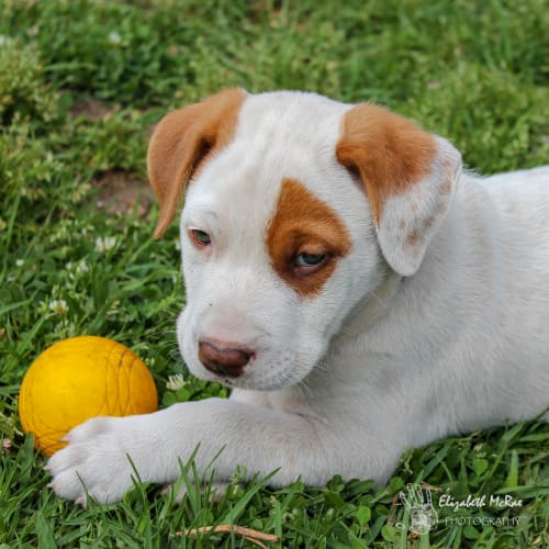 Moe ~ Ridgeback X puppy (on trial 17/10/19)
