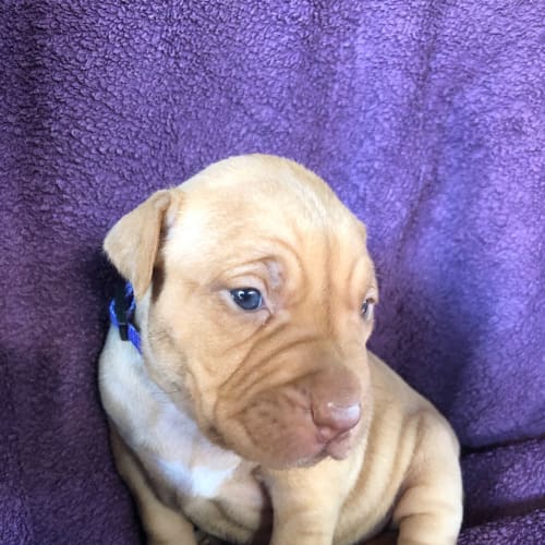 Nala