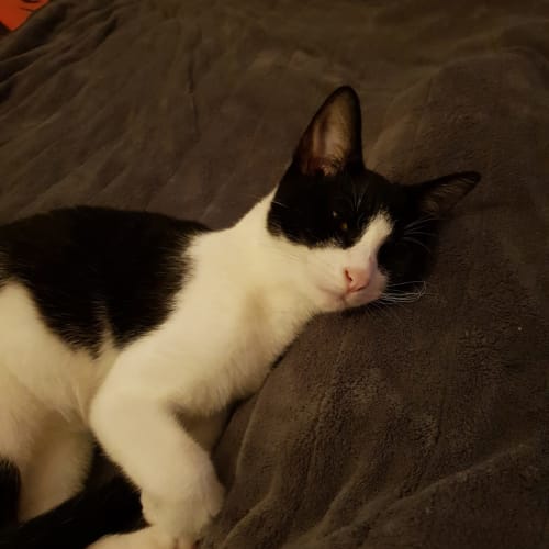 Marcel