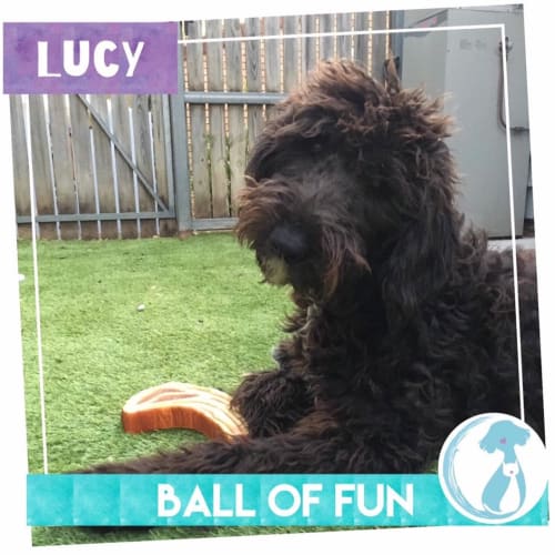 Lucy