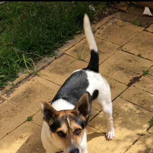 Cooper ~ Foxy X Jack Russell (on trial 26/10/19)