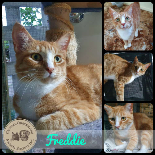 Freddie