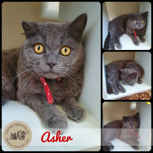 Asher