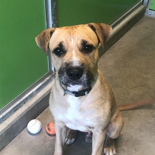 Kane