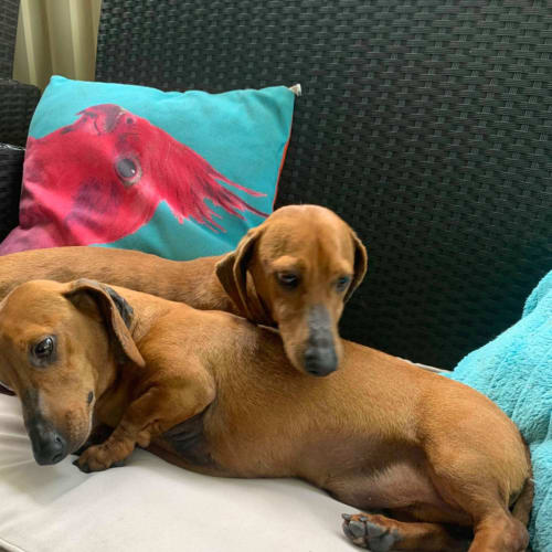 Buzz DB511 & Woody DB512