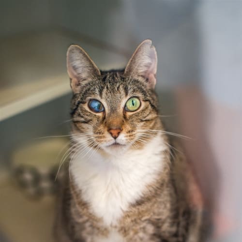 Whiskas