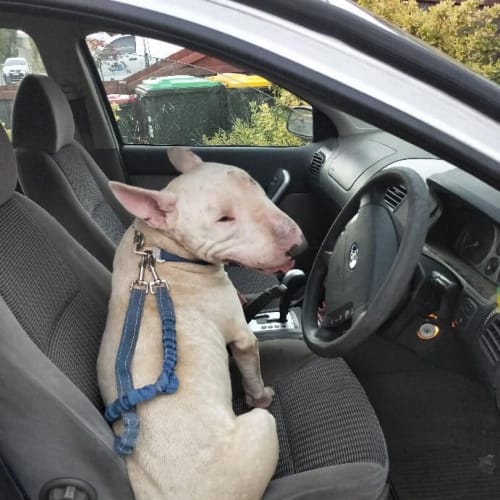 Maxy - foster carer needed