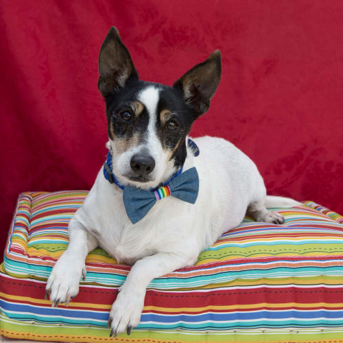 Toby ~ 8 year old Fox Terrier (on trial 21/10/19)