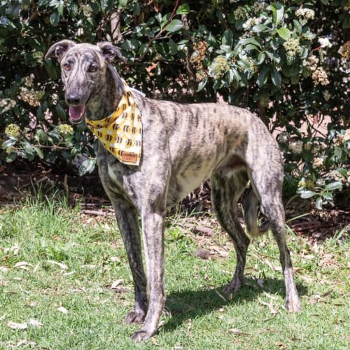 Mercury (On Trial 18 Oct)