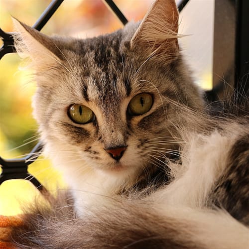 Mia