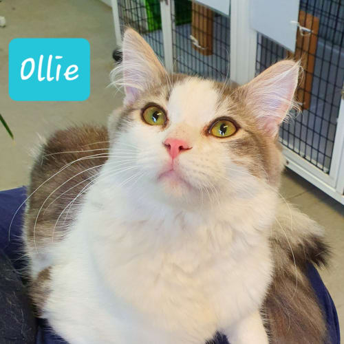 Ollie (3072019)