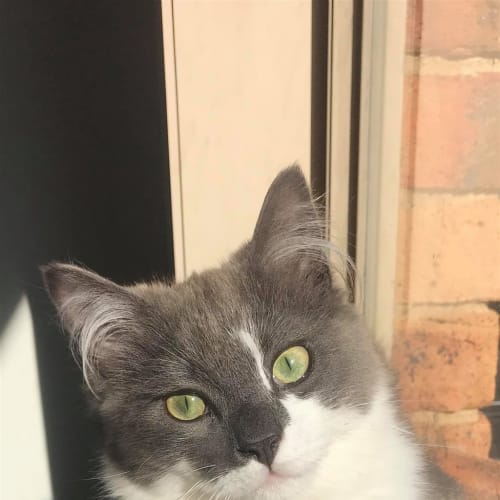 Samson(now Charlie)