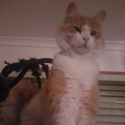 Dexter 