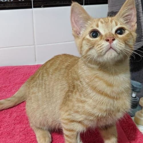 Leo