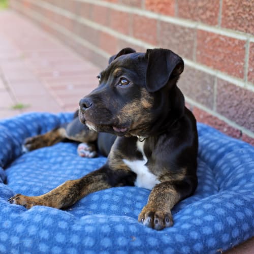 Puppy Sapphire DL2259