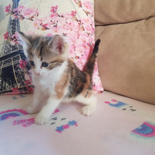 Rescue Kittens