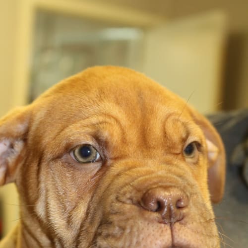Rocco