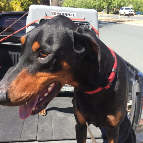 Dobermann 05220515419100