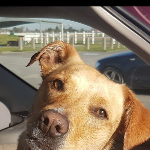 Maple
