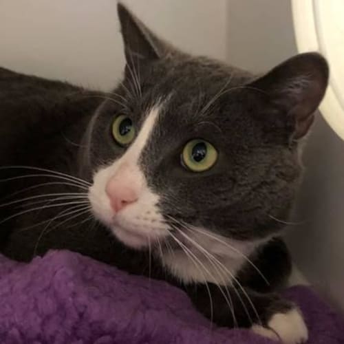 Bosley  – Meet me at Nelly’s Ark Fairfield 