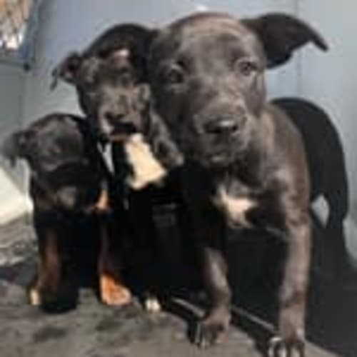 Puppy Narla DL2284