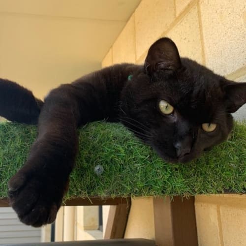 Onyx